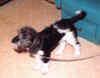 SpikePuppy.jpg (24513 bytes)